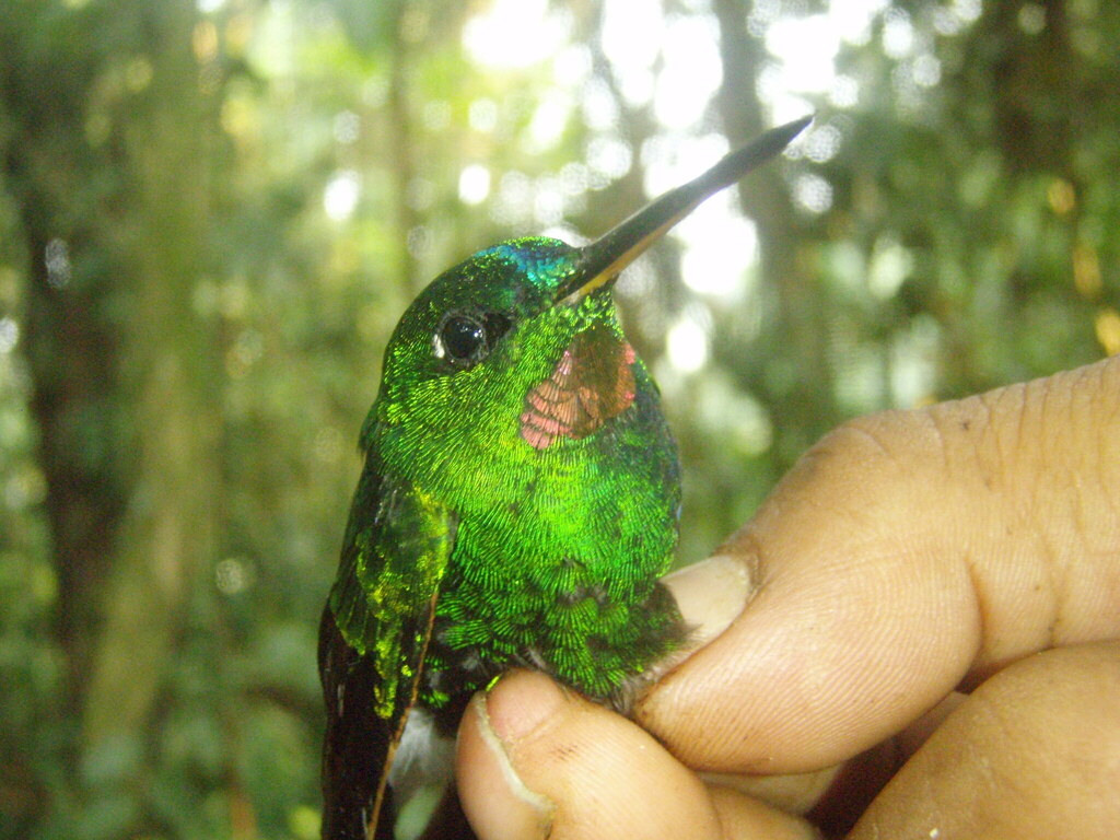 Rufous-webbed Brilliant