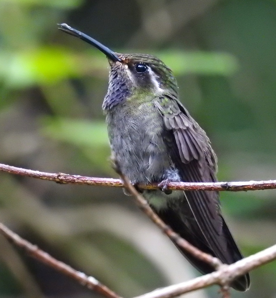 Amethyst-throated Mountaingem