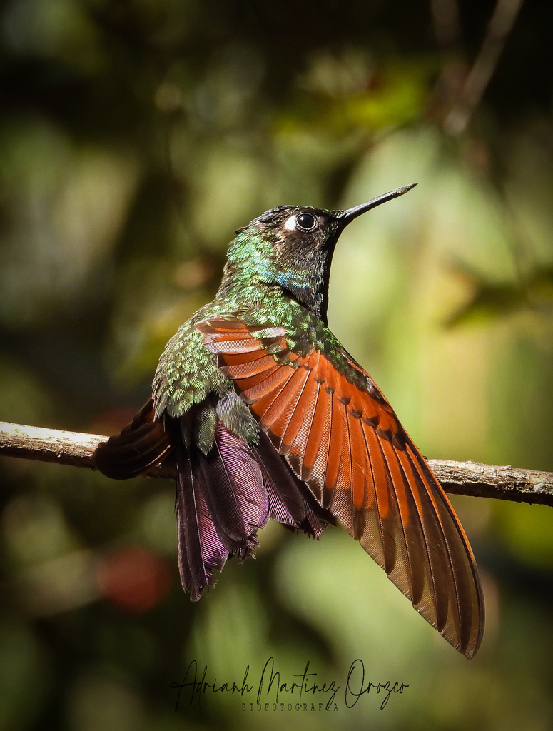 Garnet-throated Hummingbird