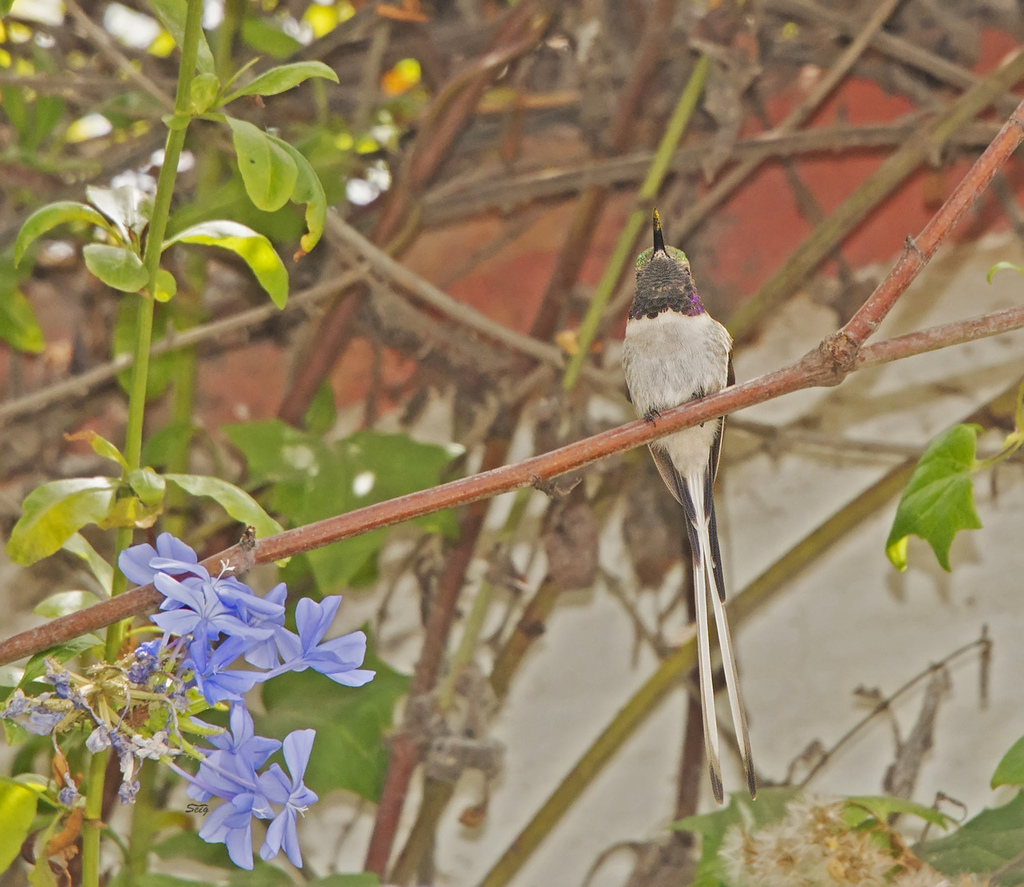 Peruvian Sheartail