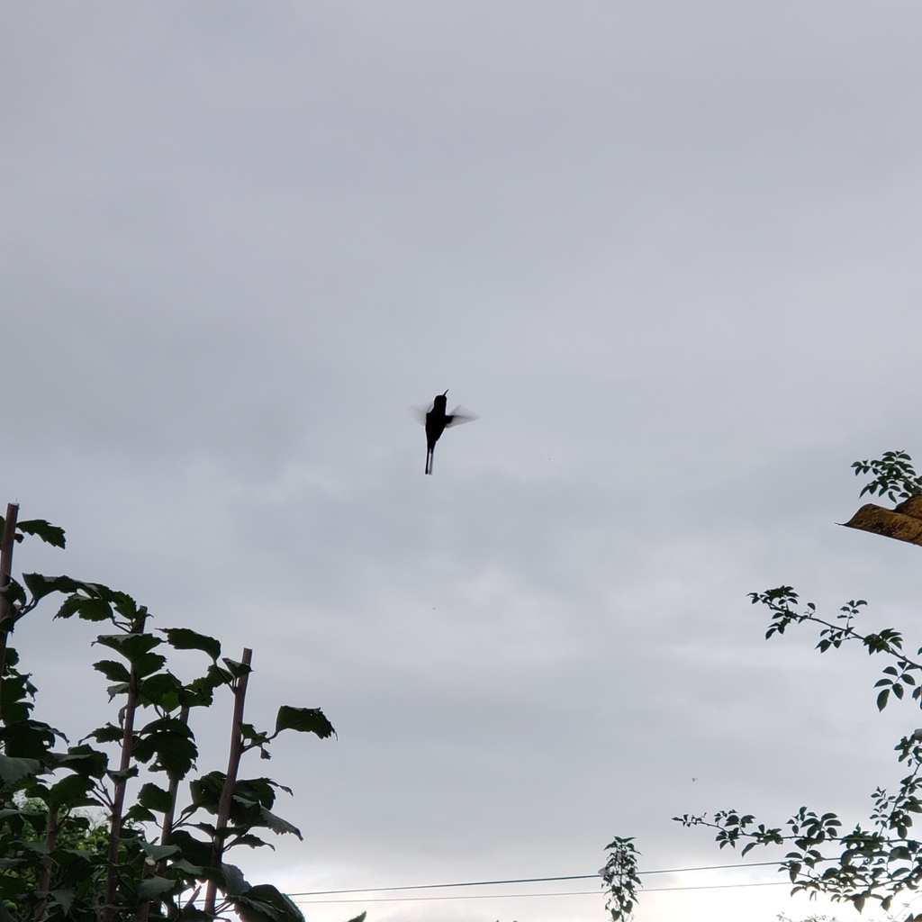 Slender-tailed Woodstar