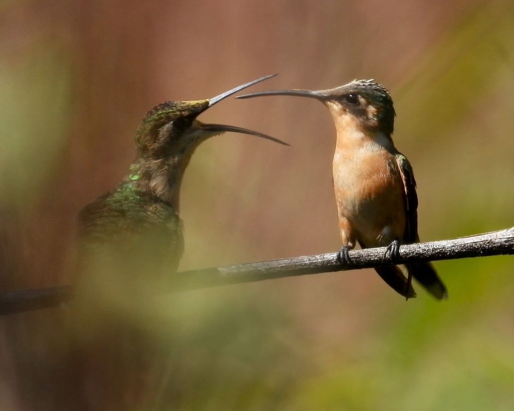Slender Sheartail