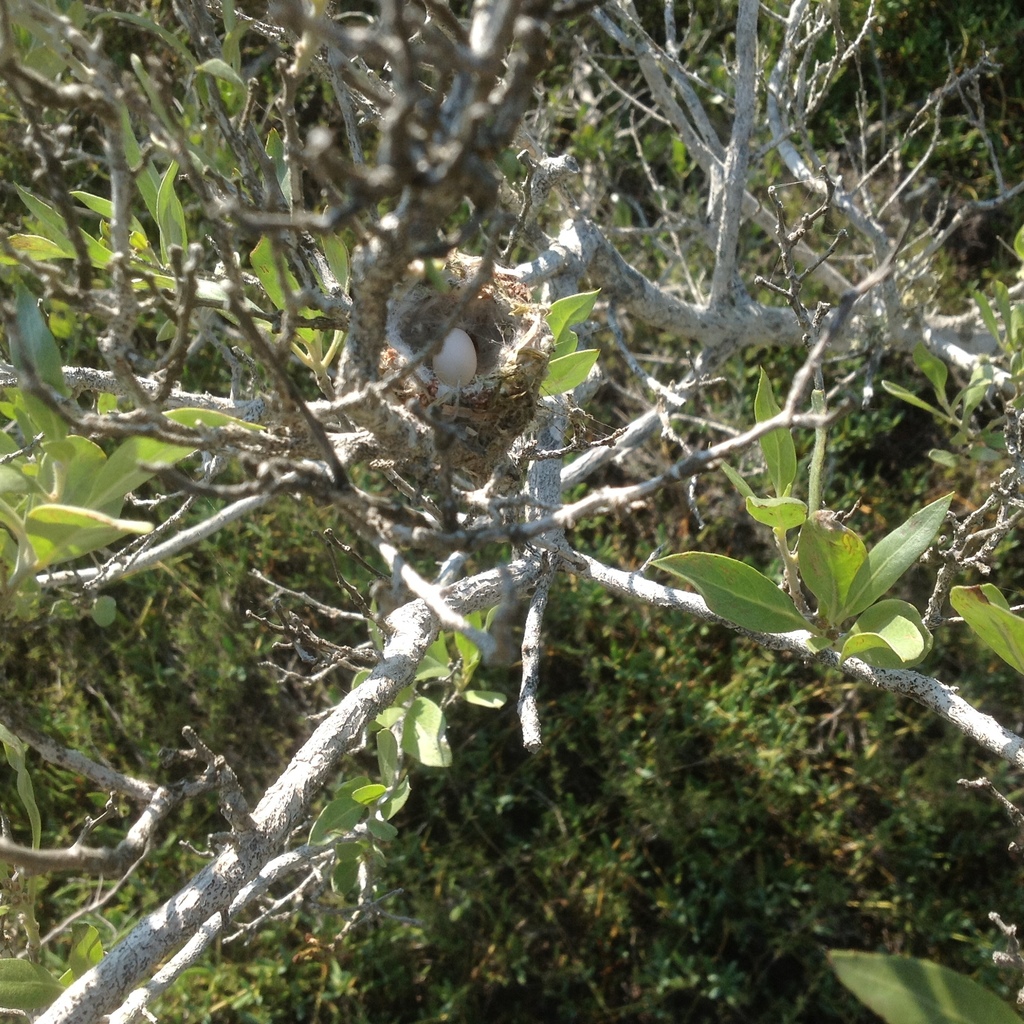 Mexican Sheartail