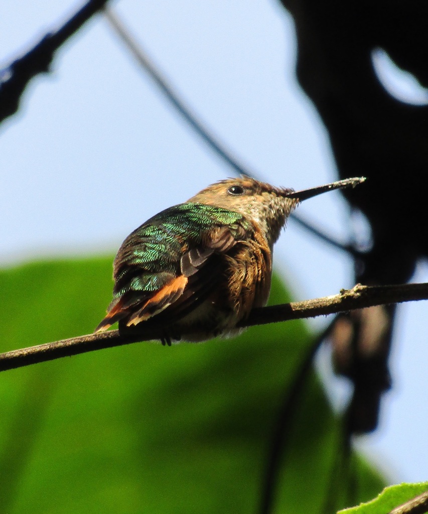 Bumblebee Hummingbird