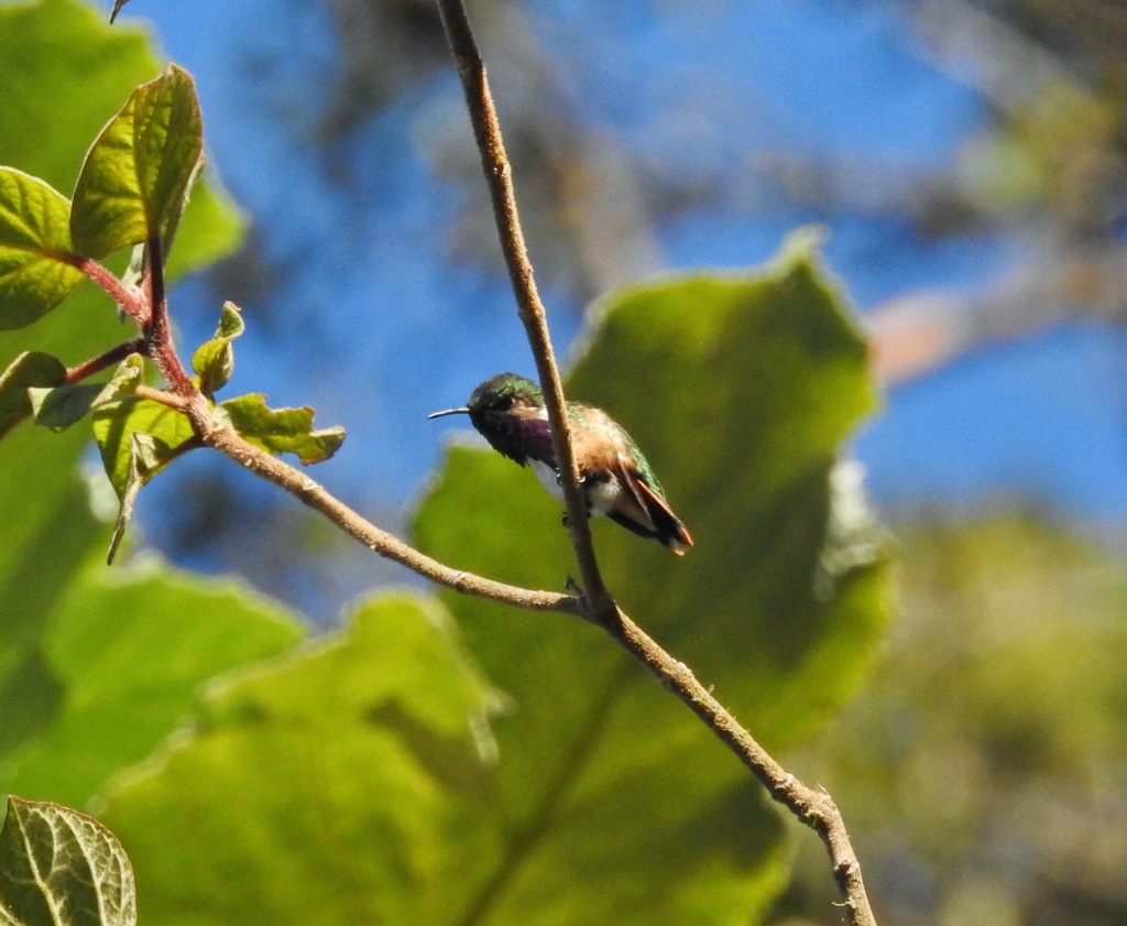Wine-throated Hummingbird
