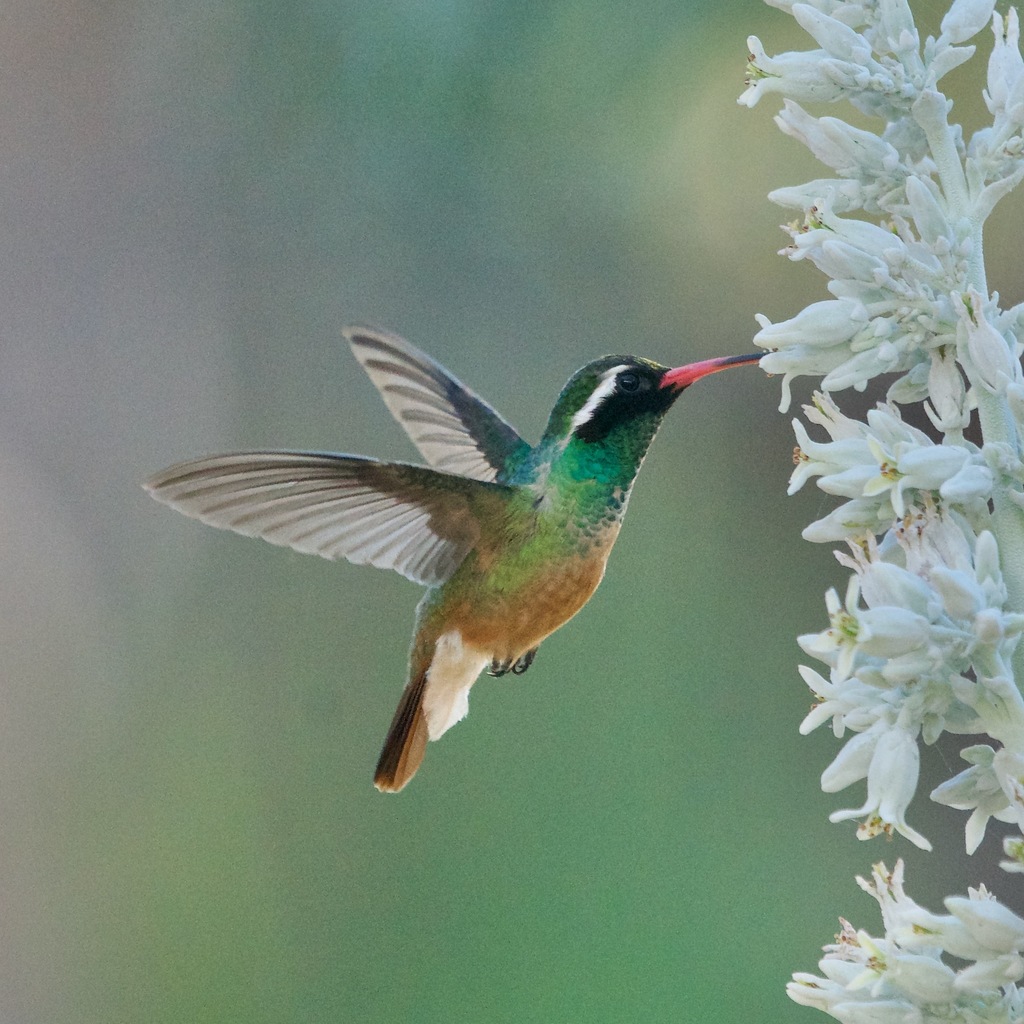 Xantus’s Hummingbird