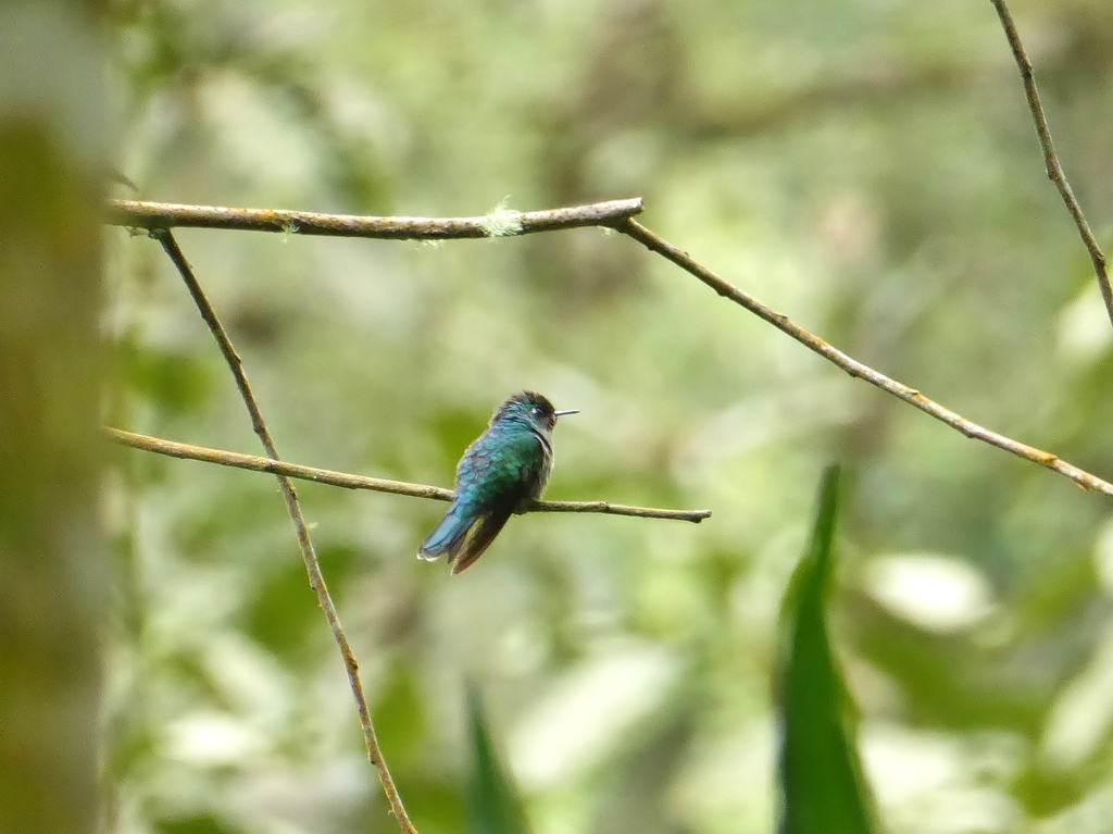 Emerald-chinned Hummingbird