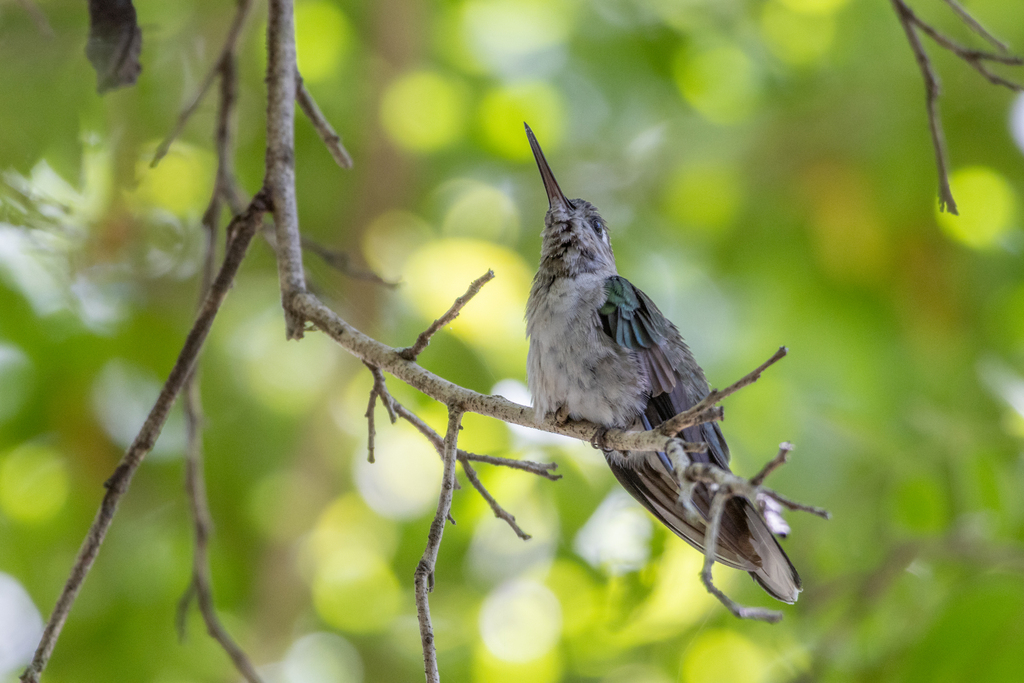 Outcrop Sabrewing