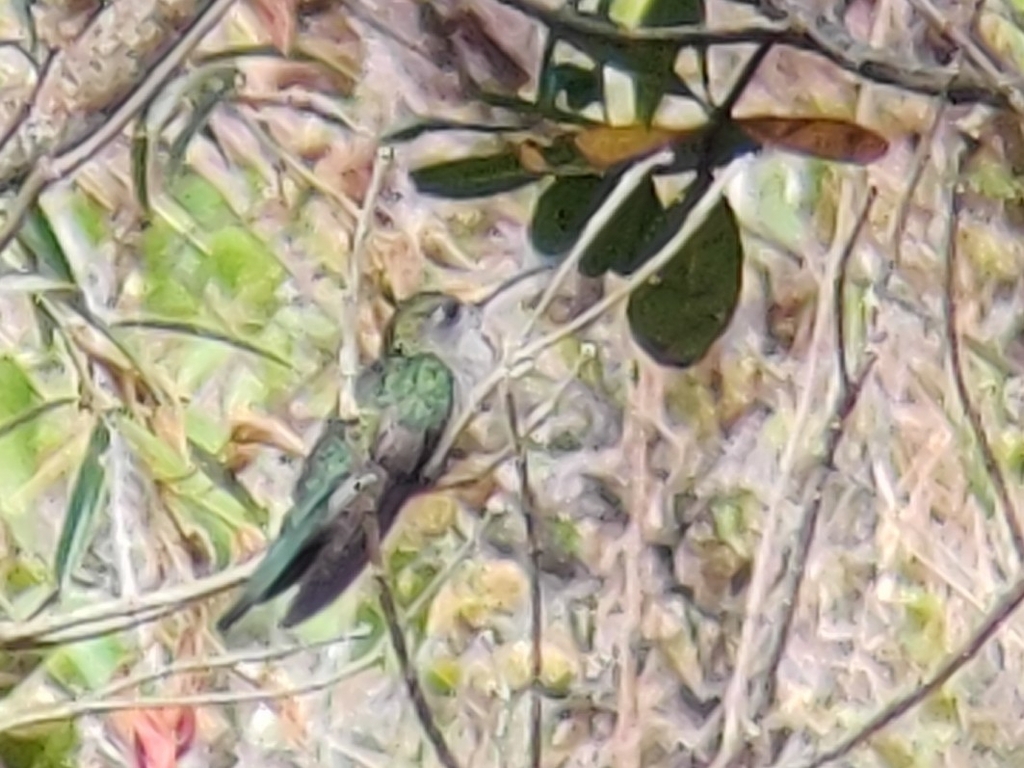 Diamantina Sabrewing