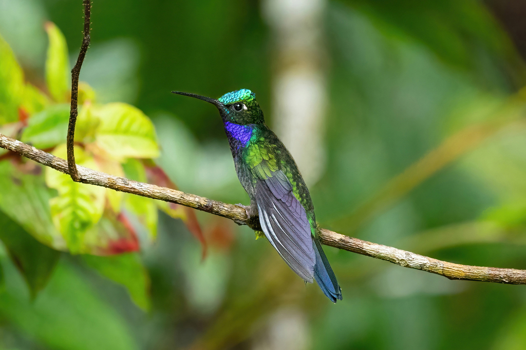 Napo Sabrewing