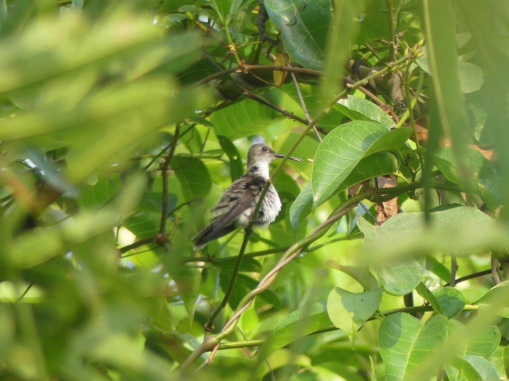 Olive-spotted Hummingbird