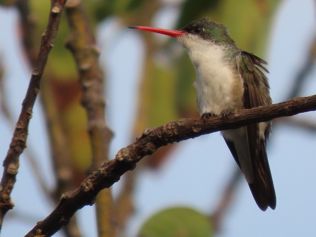 Green-fronted Hummingbird