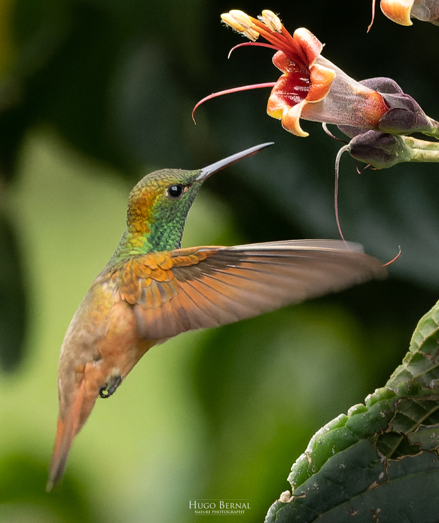 Chestnut-bellied Hummingbird