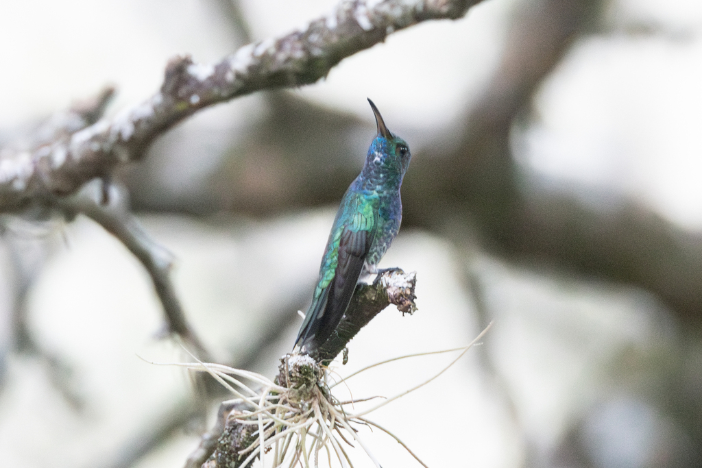 Shining-green Hummingbird