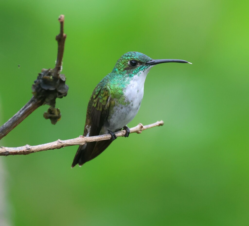 White-chested Emerald
