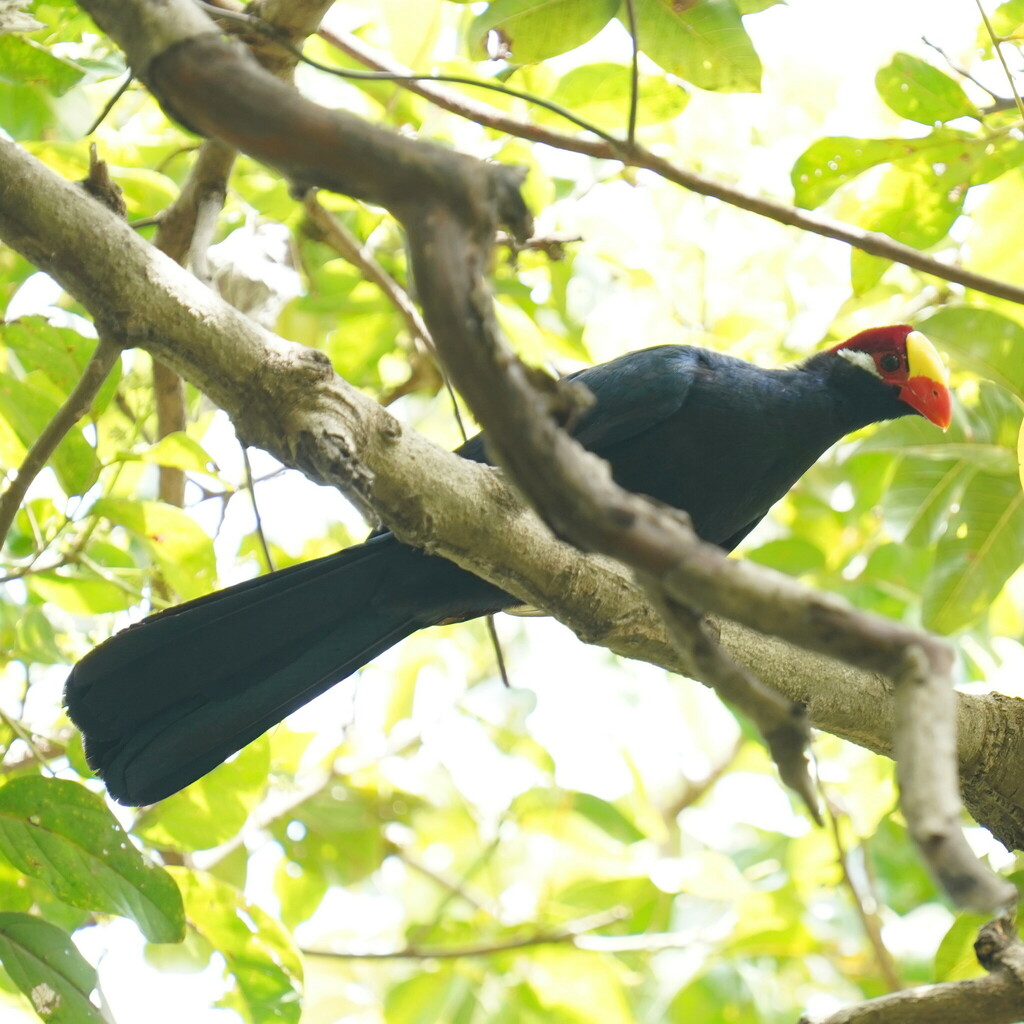 Violet Turaco