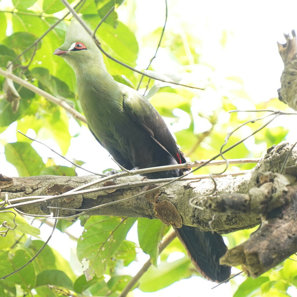 Guinea Turaco
