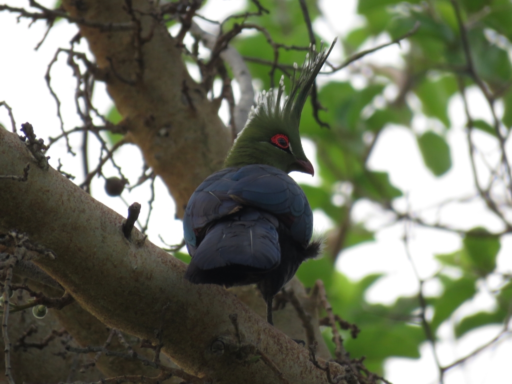 Schalow’s Turaco