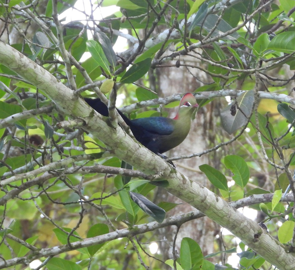 Fischer’s Turaco