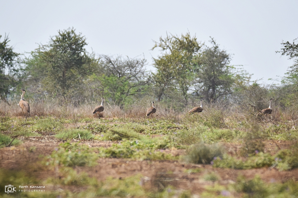 Great Indian Bustard