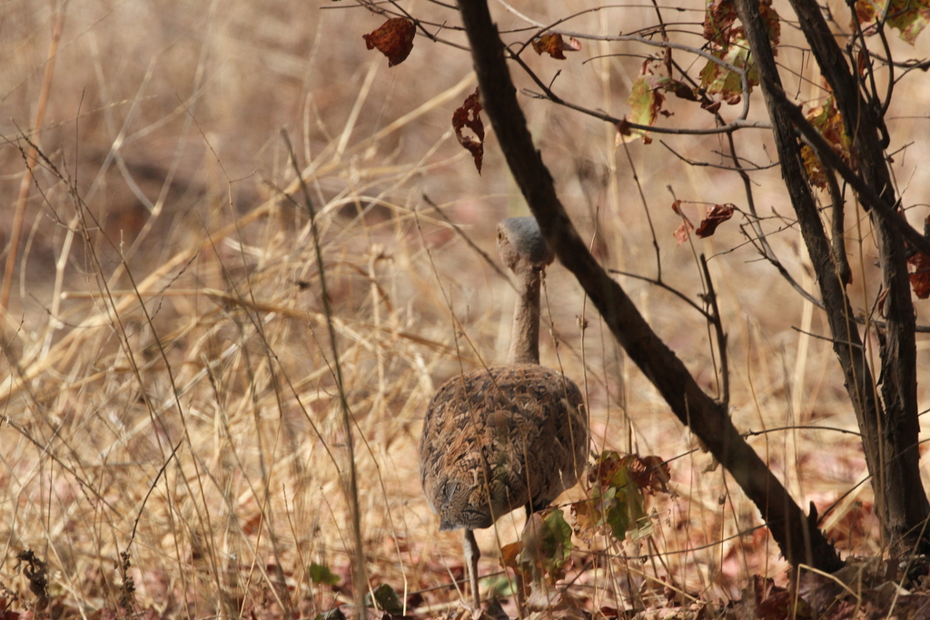 Savile’s Bustard