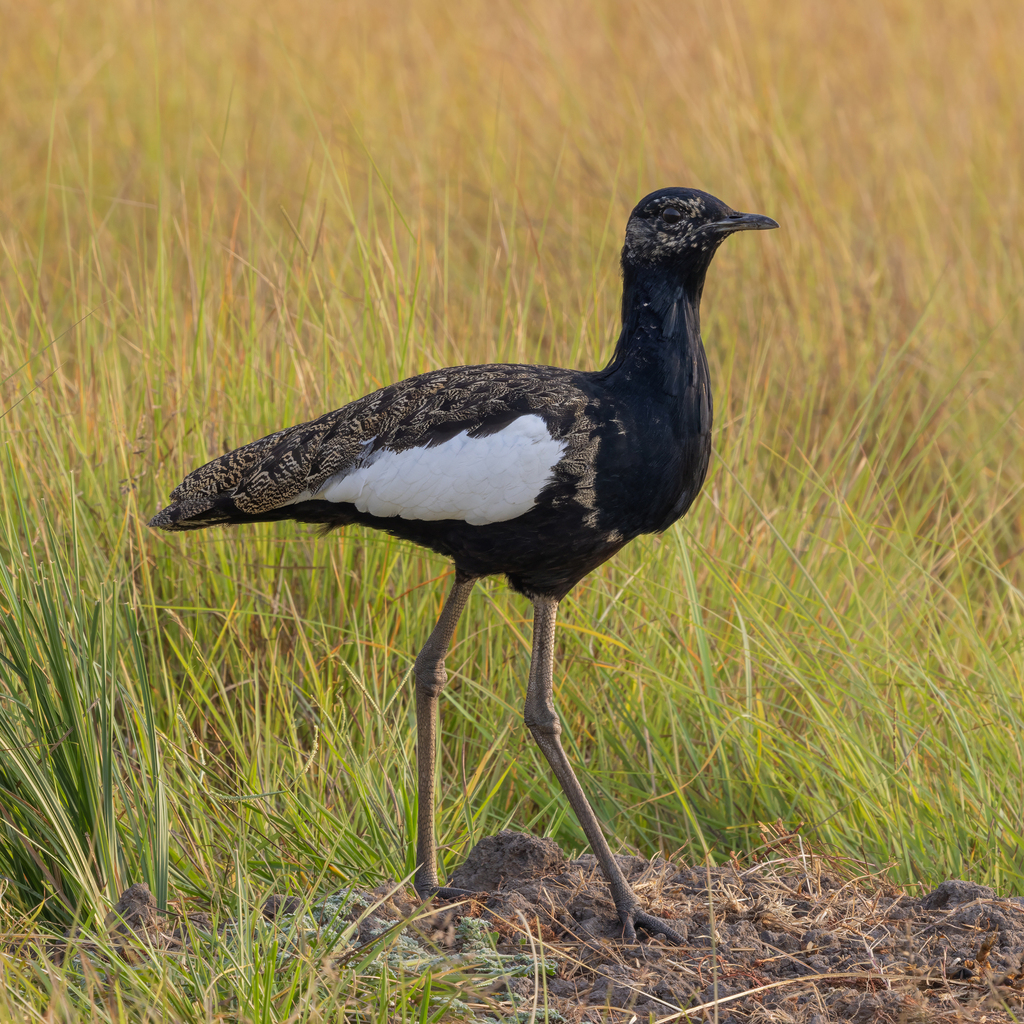 Bengal Florican