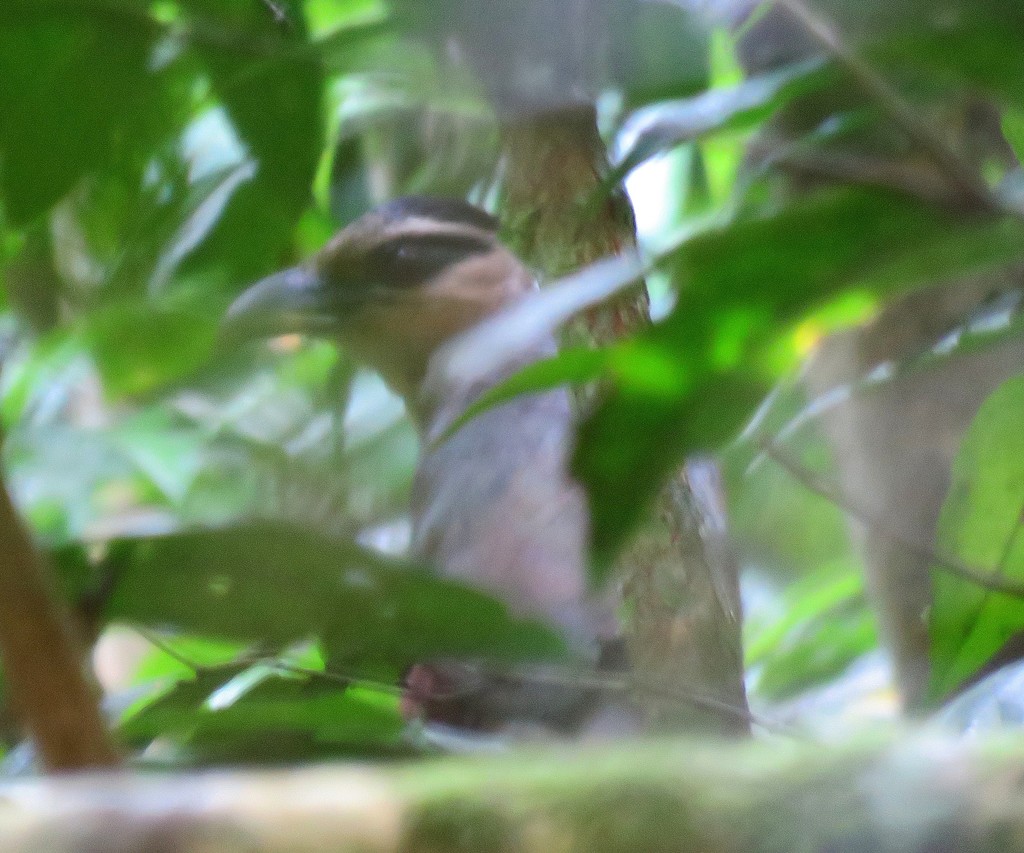 Scaled Ground Cuckoo