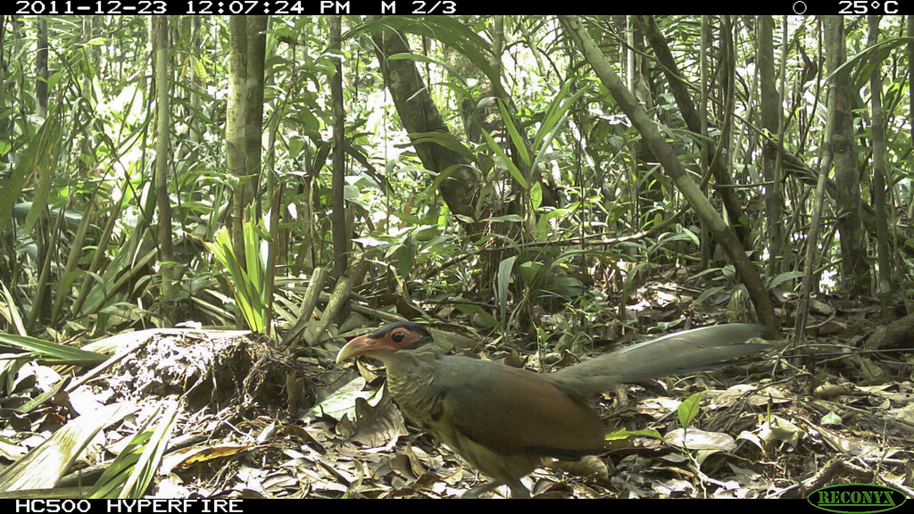 Red-billed Ground Cuckoo