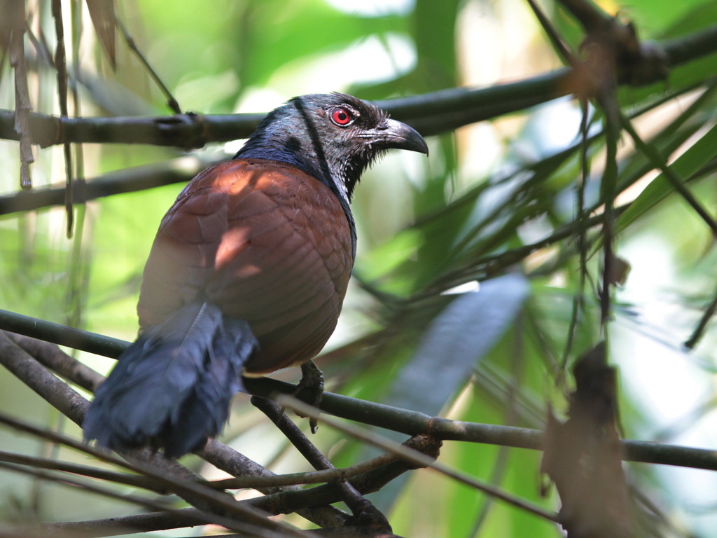 Short-toed Coucal