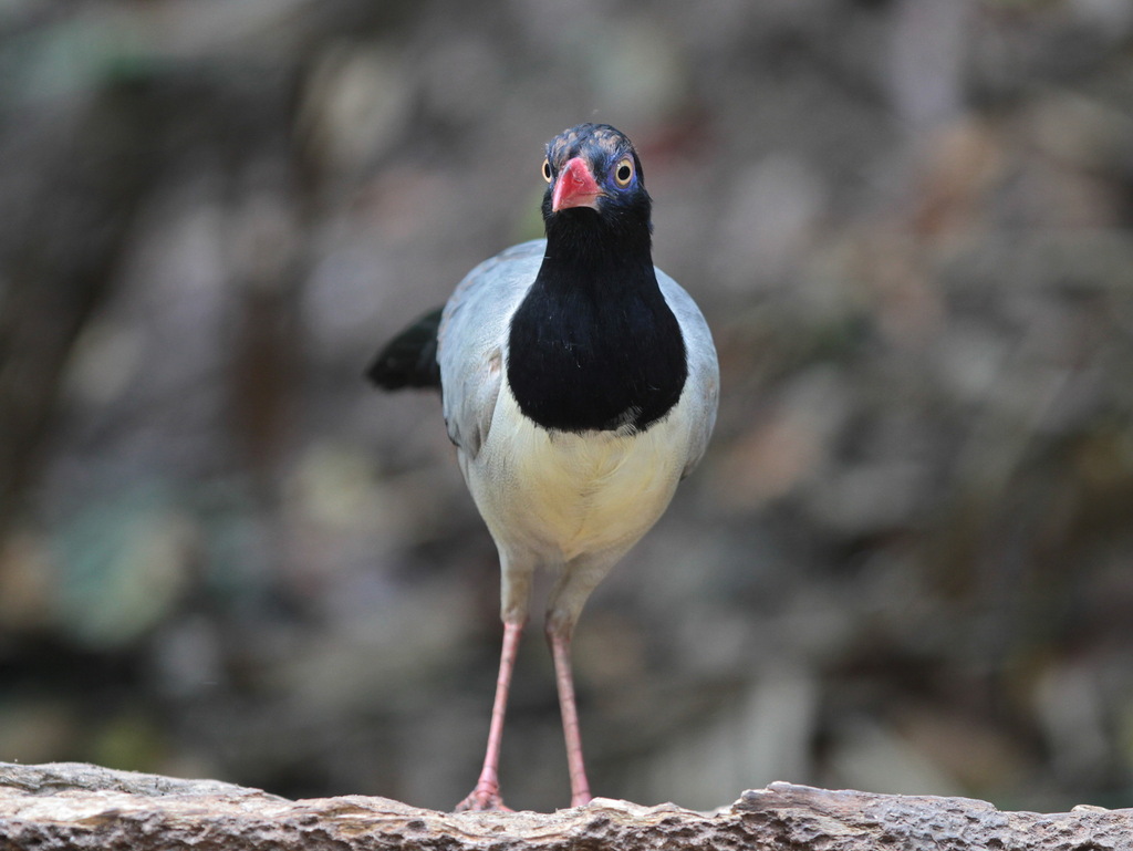 Coral-billed Ground Cuckoo