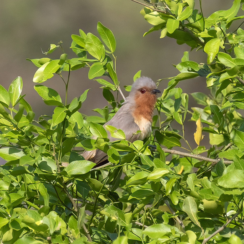Dwarf Cuckoo
