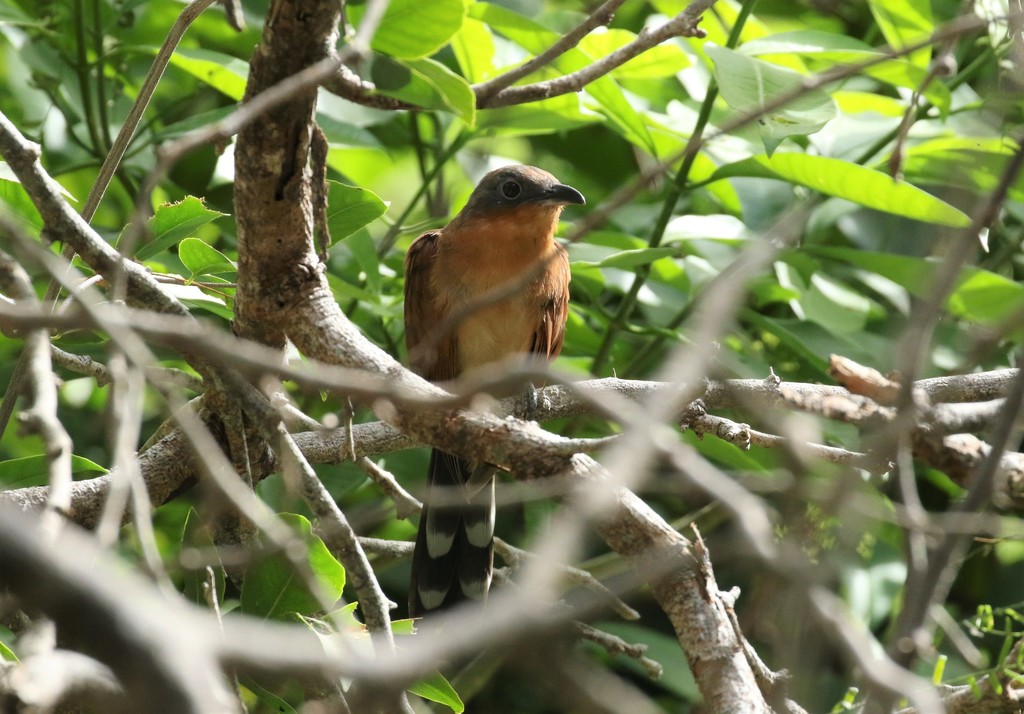 Grey-capped Cuckoo
