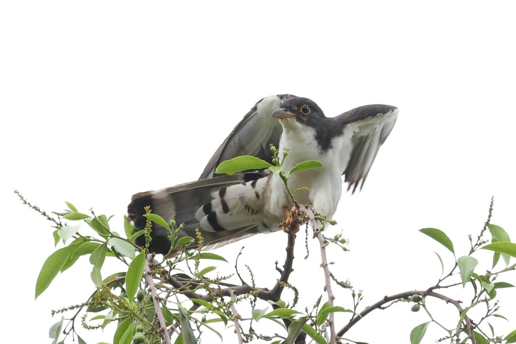 Thick-billed Cuckoo