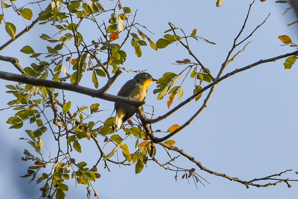 Yellow-throated Cuckoo