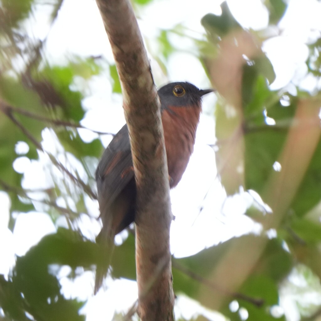 Chestnut-breasted Cuckoo