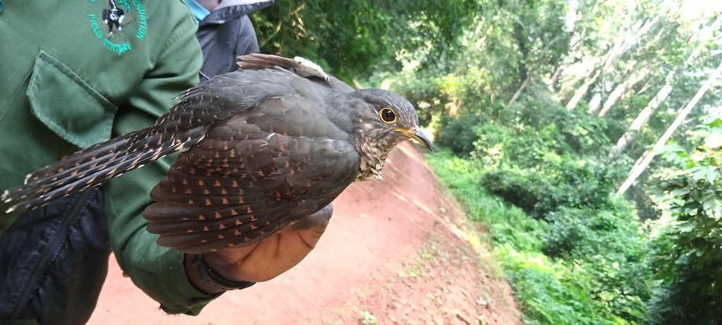 Dusky Long-tailed Cuckoo