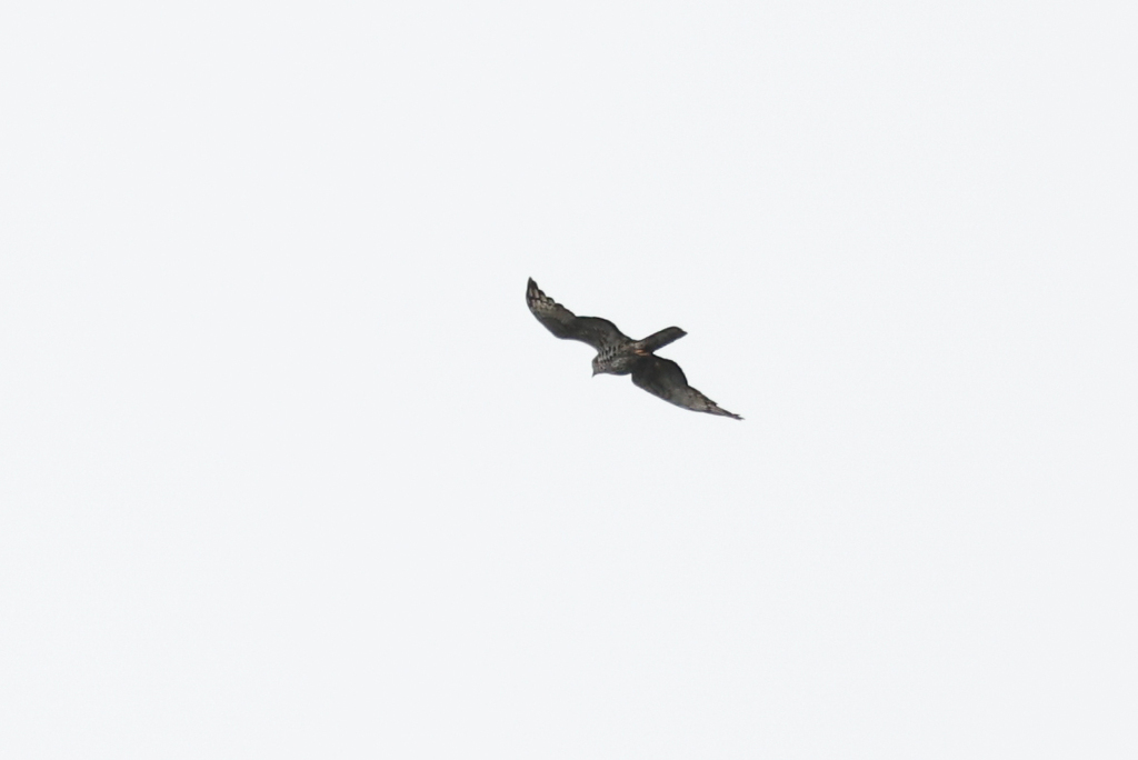 Barred Long-tailed Cuckoo