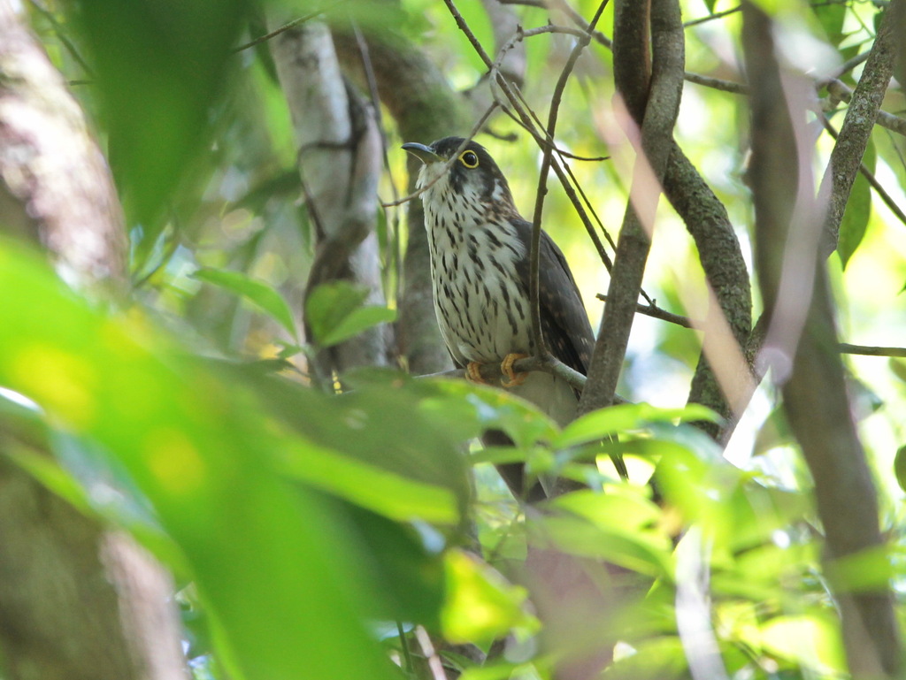 Moustached Hawk-Cuckoo