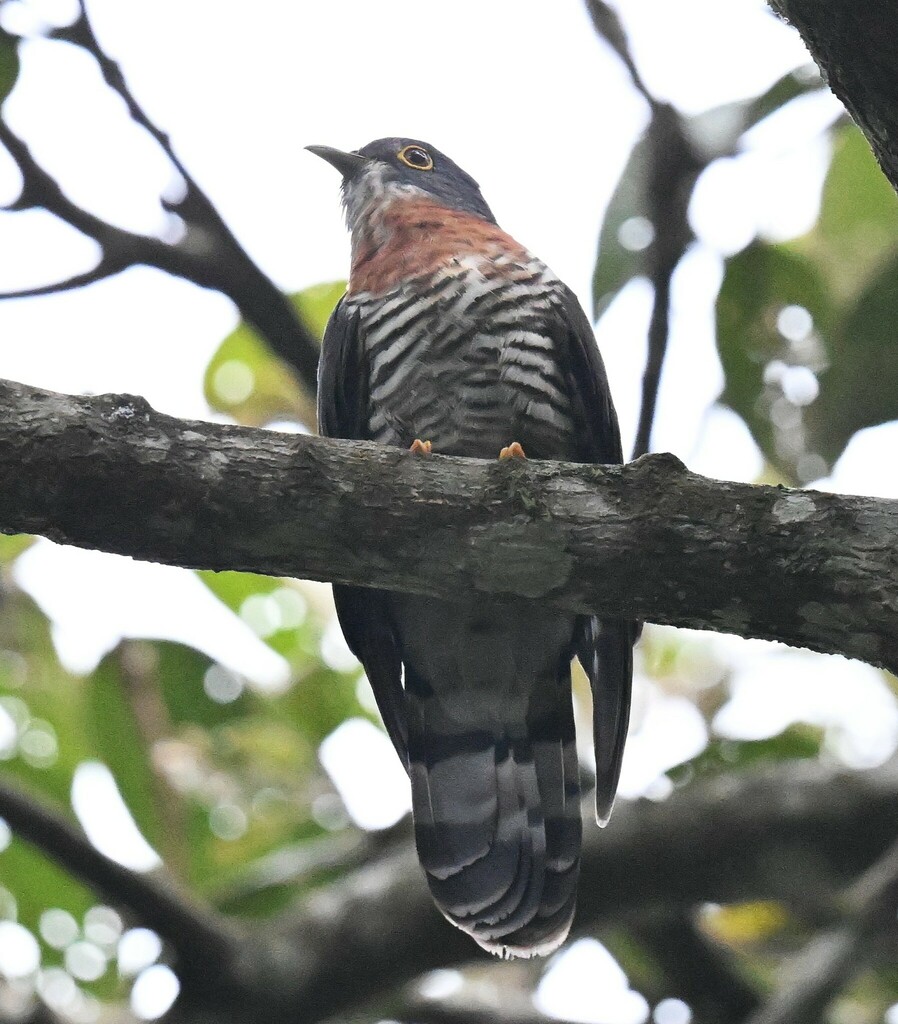 Dark Hawk-Cuckoo