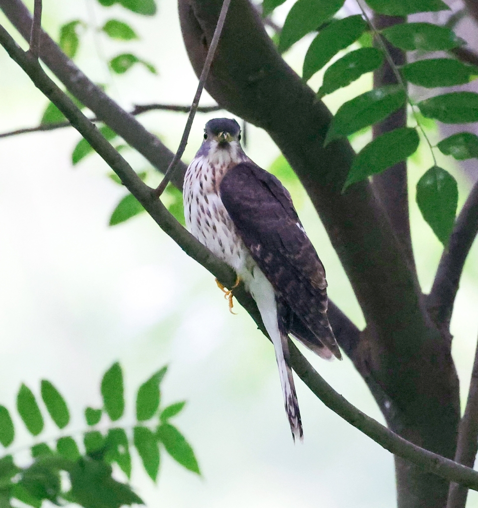 Hodgson’s Hawk-Cuckoo