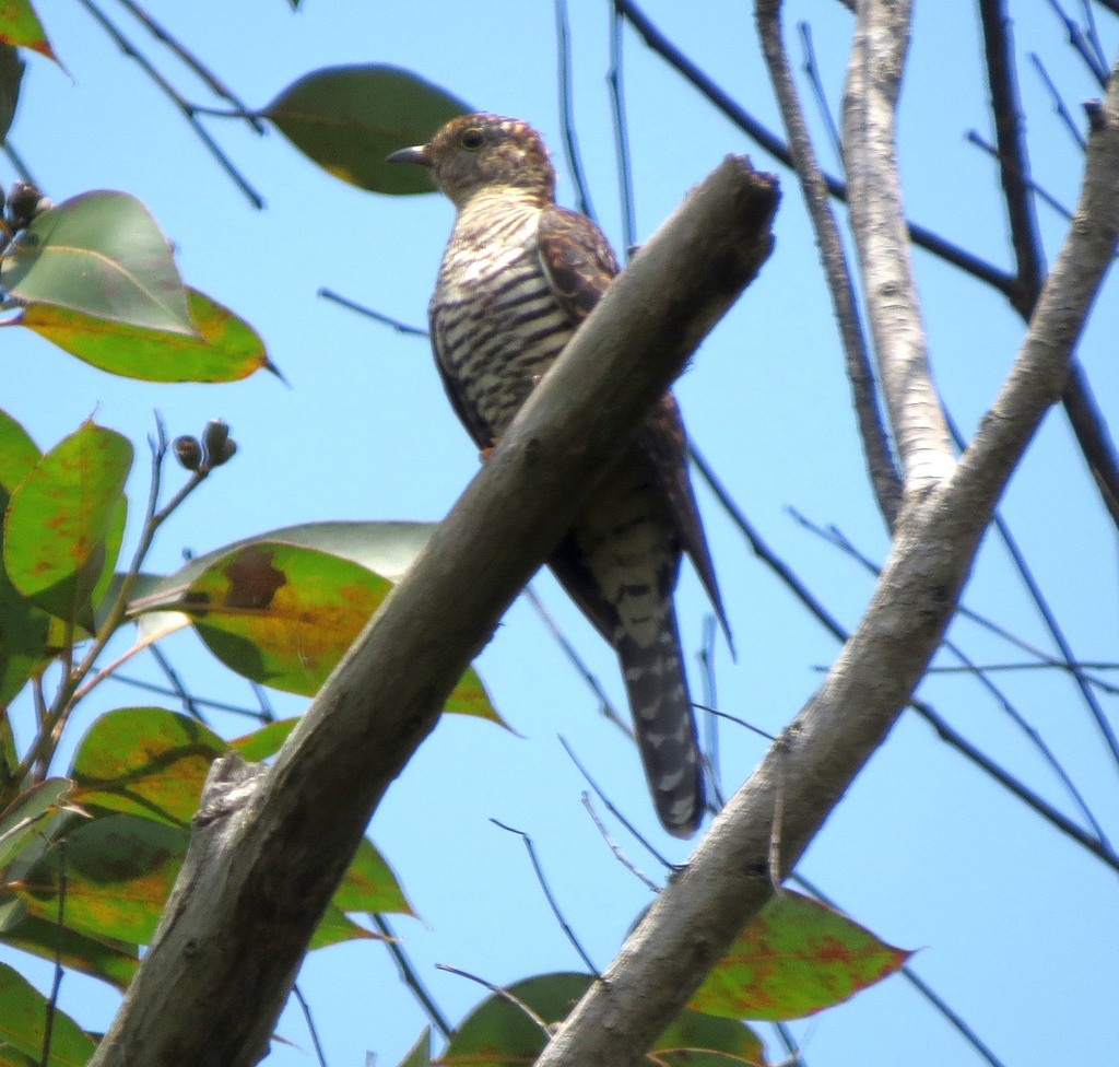 Madagascar Cuckoo