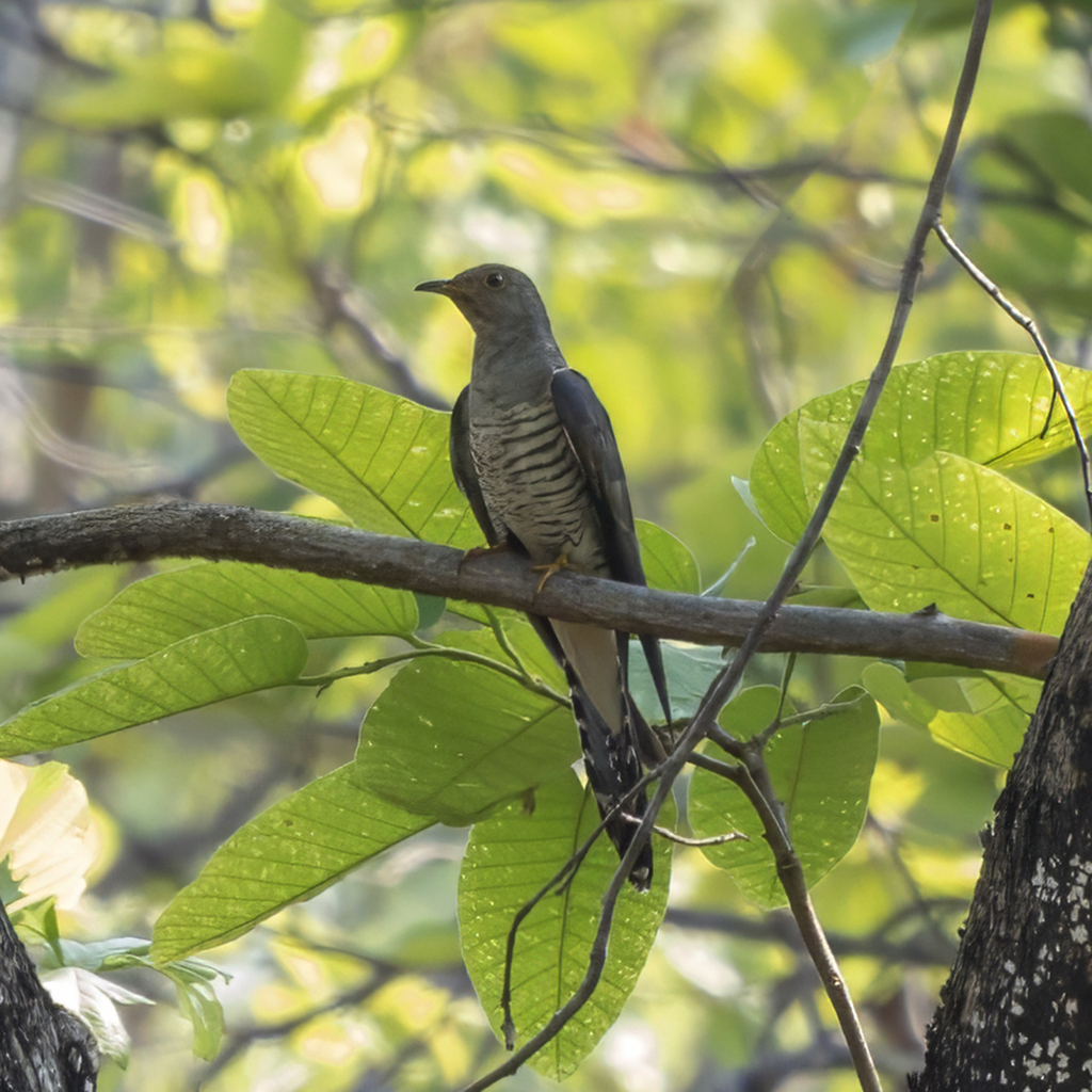 Himalayan Cuckoo