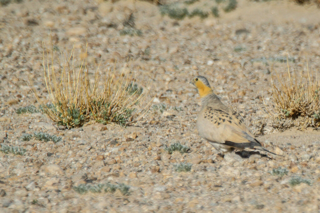 Tibetan Sandgrouse