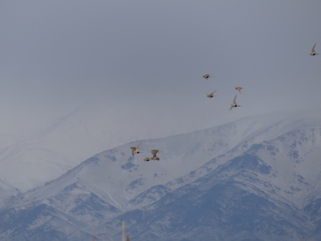 Pallas’s Sandgrouse