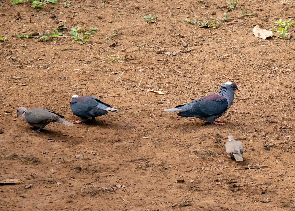 White-naped Pigeon
