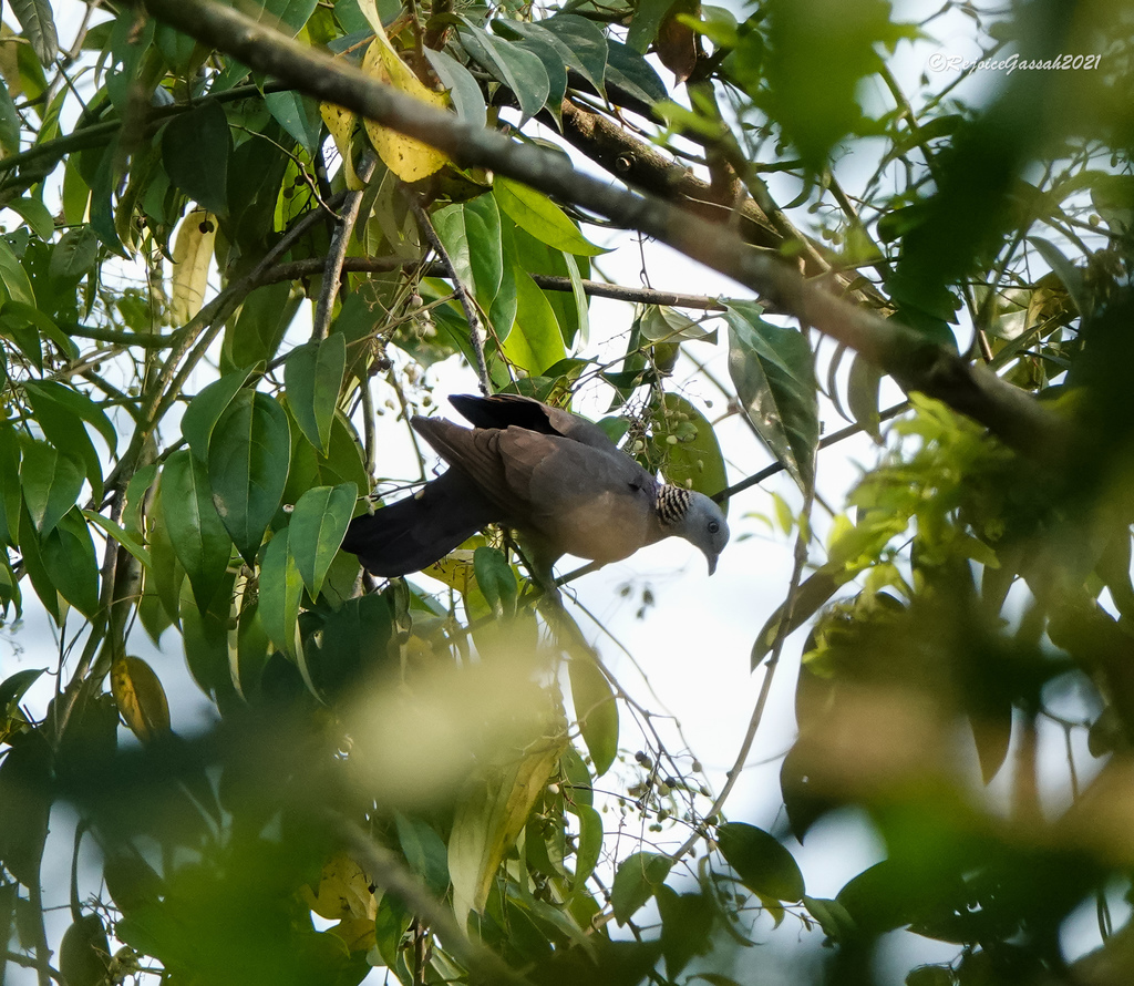Ashy Wood Pigeon