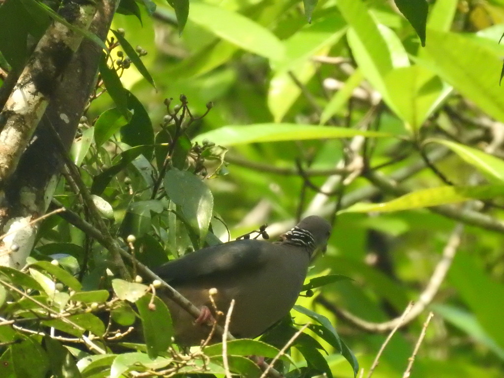 Sri Lanka Wood Pigeon