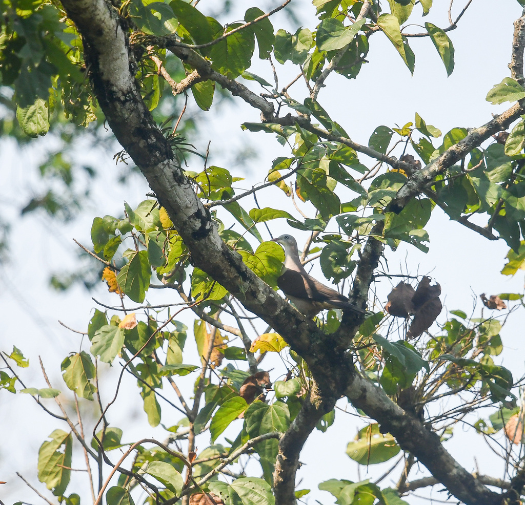 Pale-capped Pigeon