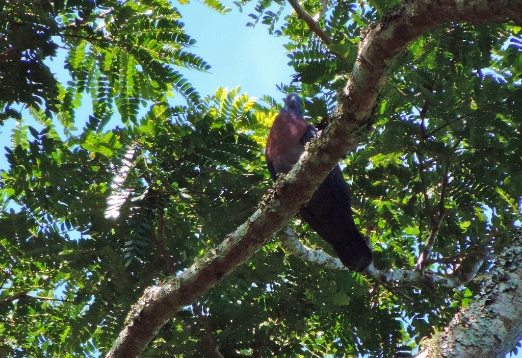 Eastern Bronze-naped Pigeon