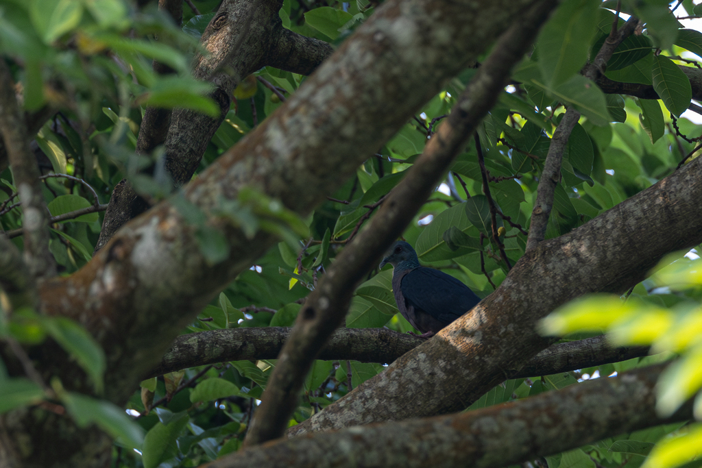 Western Bronze-naped Pigeon